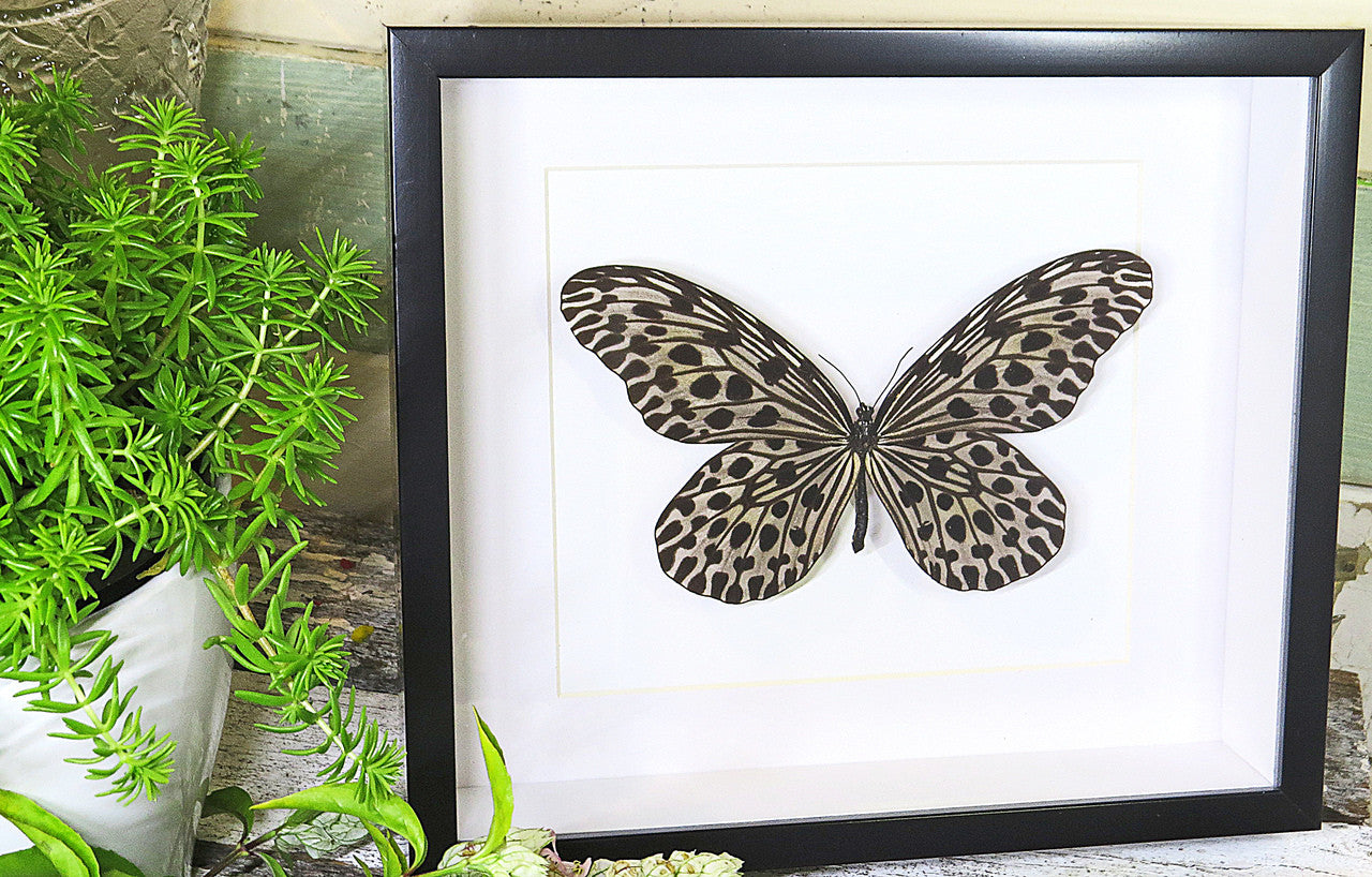 Framed butterflies Idea lynceus Bits & Bugs 