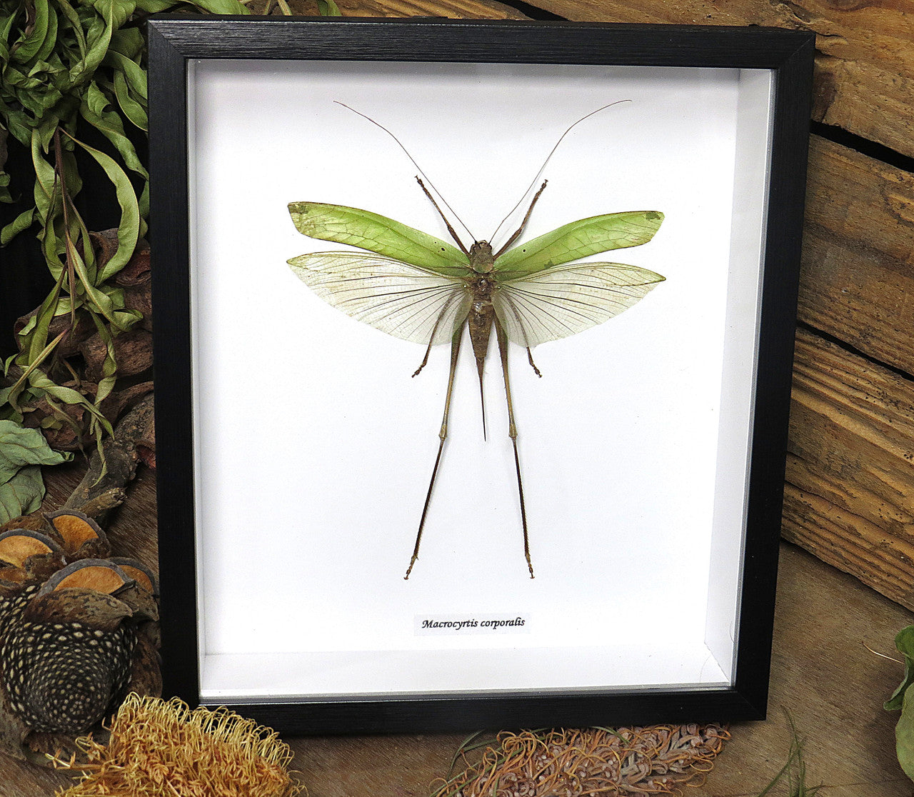 Macrocyrtis corporalis katydid