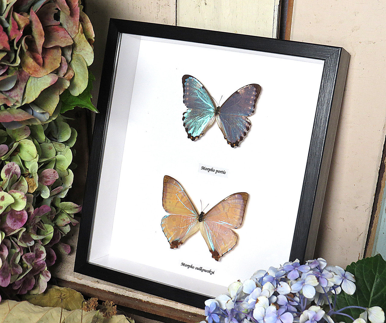  morpho portis sulkowskyi 