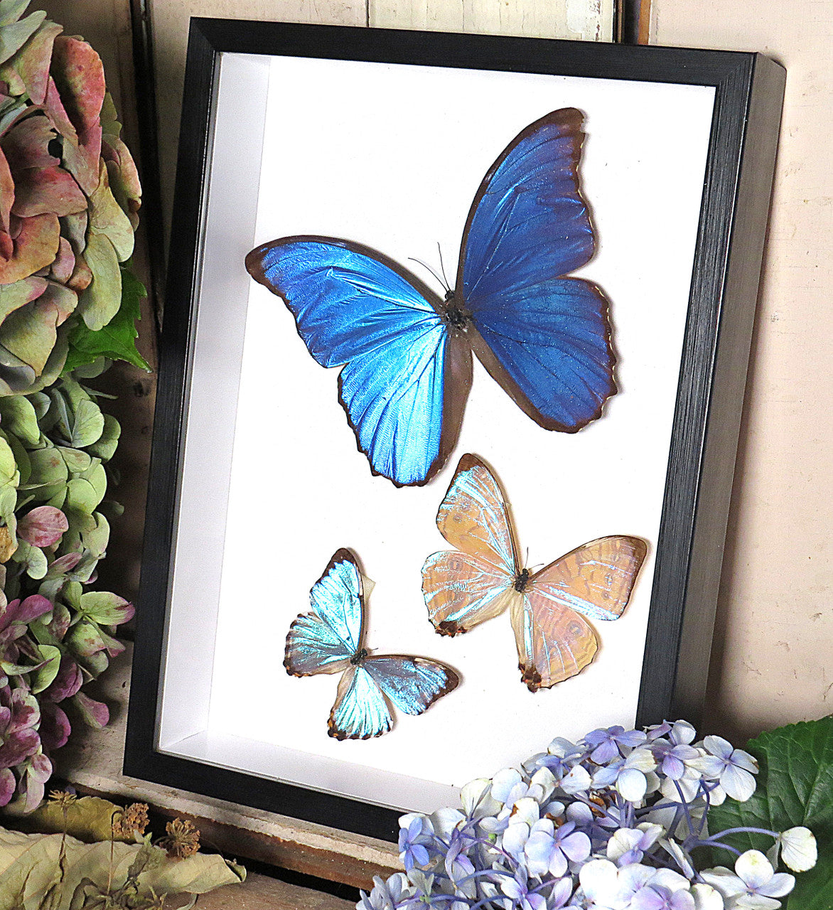 Morpho combination 3