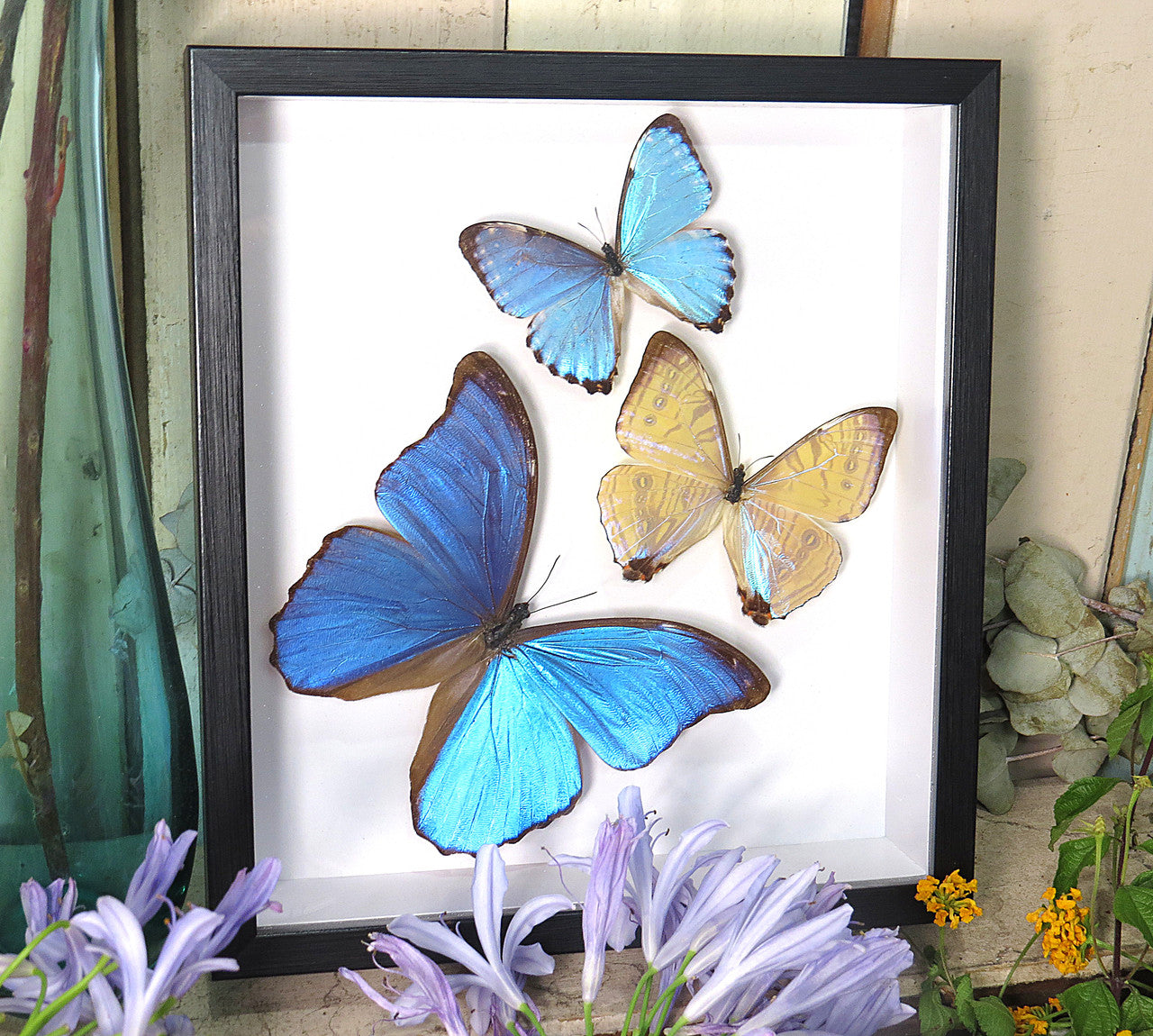 Morpho butterfly