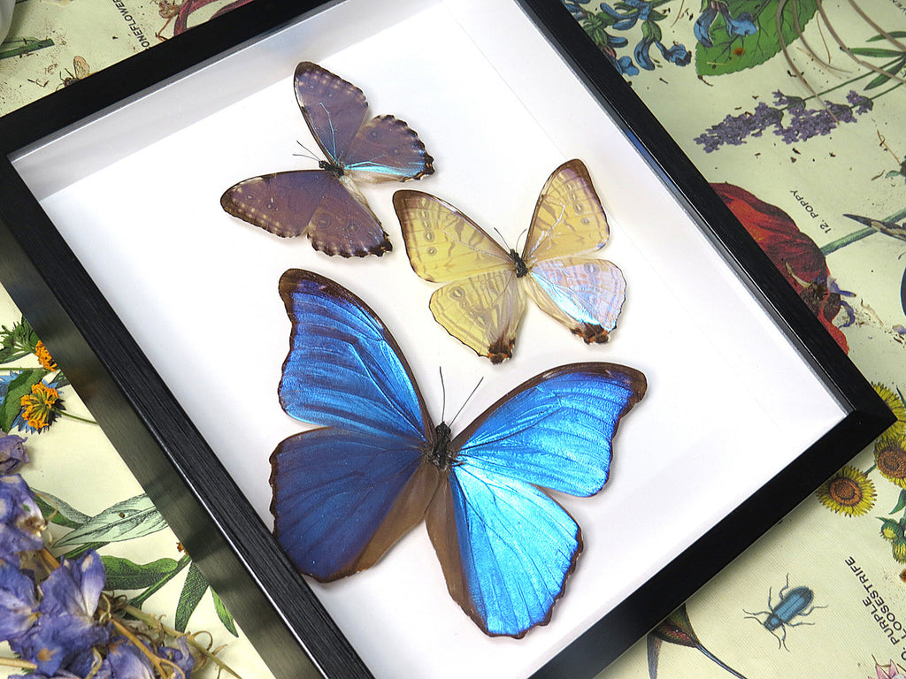 Morpho butterfly