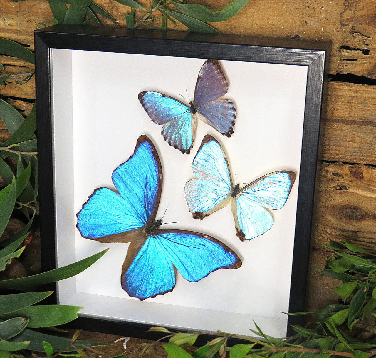 Morpho butterfly