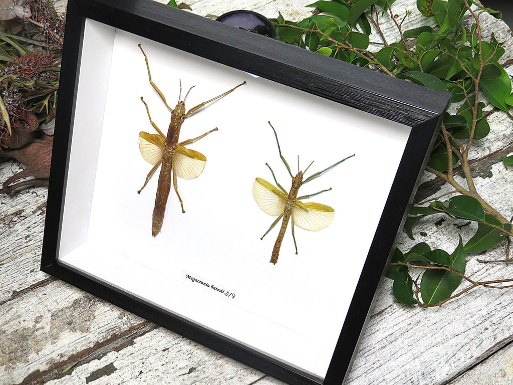 Megacrania batesii 