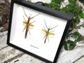 Megacrania batesii 