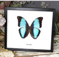 Morpho diedama