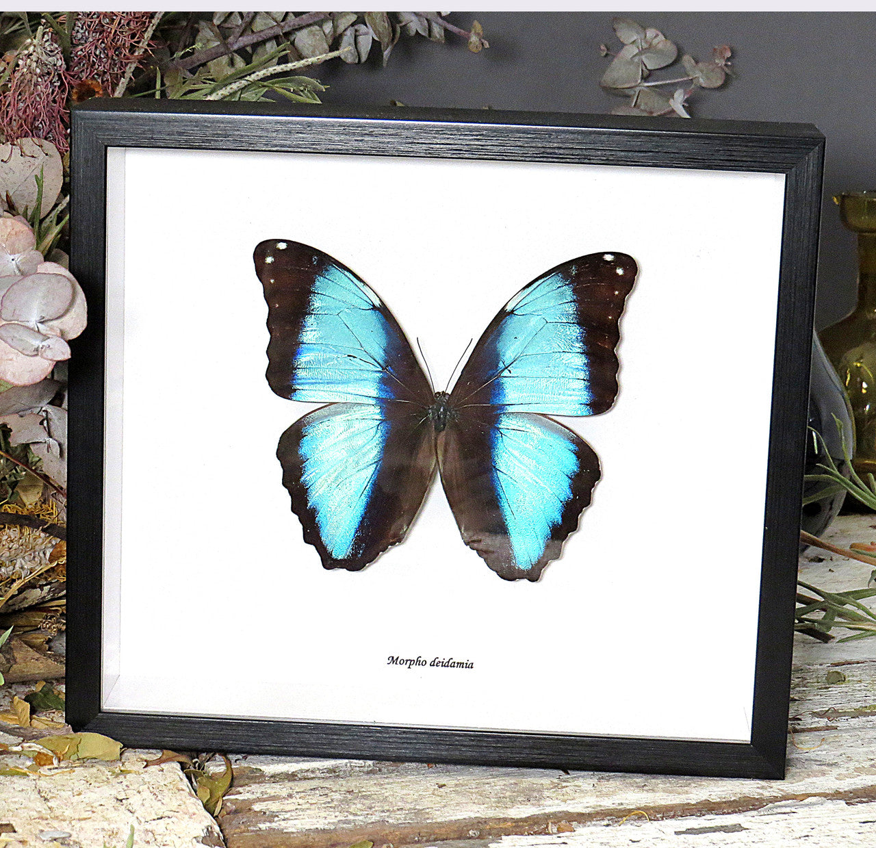 Morpho diedama