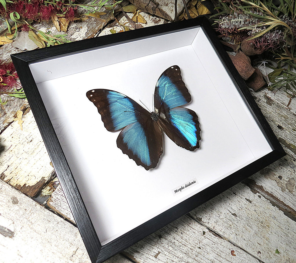 Morpho diedama