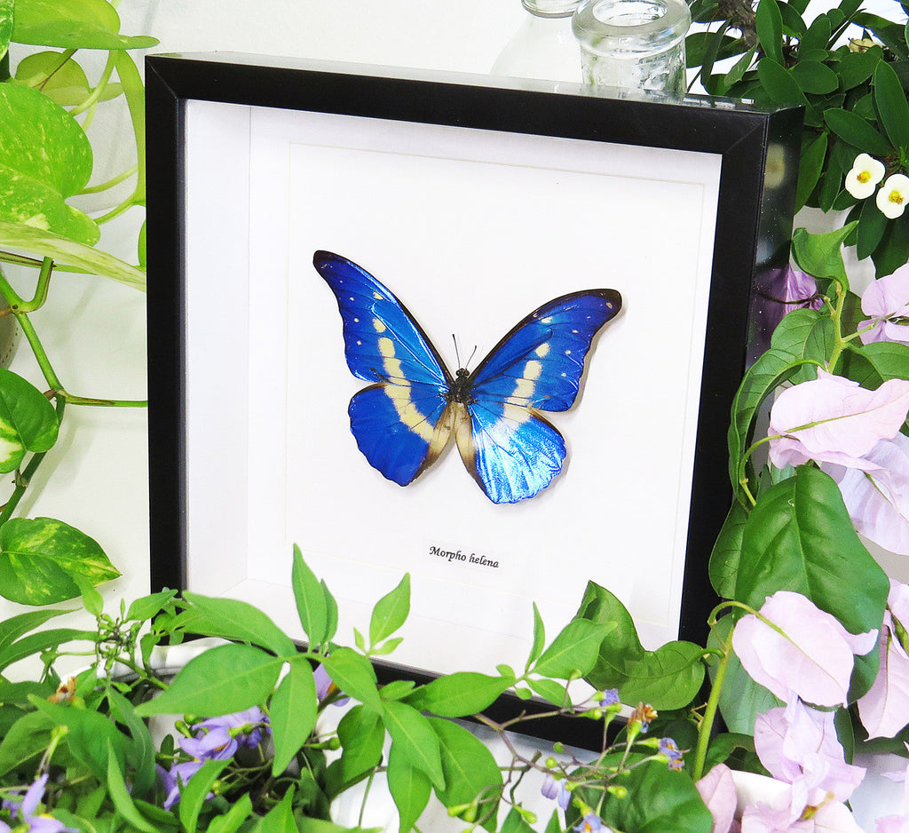 Blue butterfly Morpho rhetenor helena Bits & Bugs 