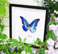 Blue butterfly Morpho rhetenor helena Bits & Bugs 