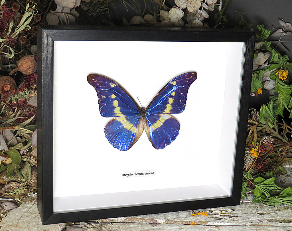 Morpho rhetenor helena