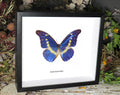 Morpho rhetenor helena