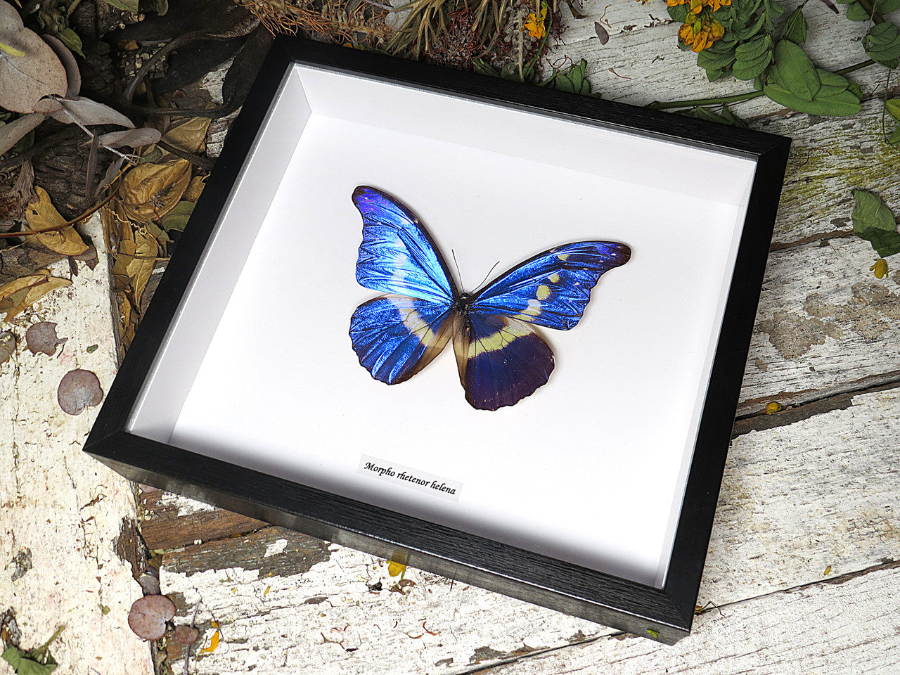 Morpho rhetenor helena
