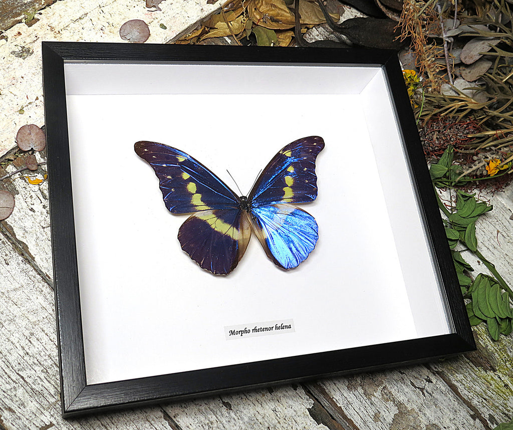 Morpho rhetenor helena