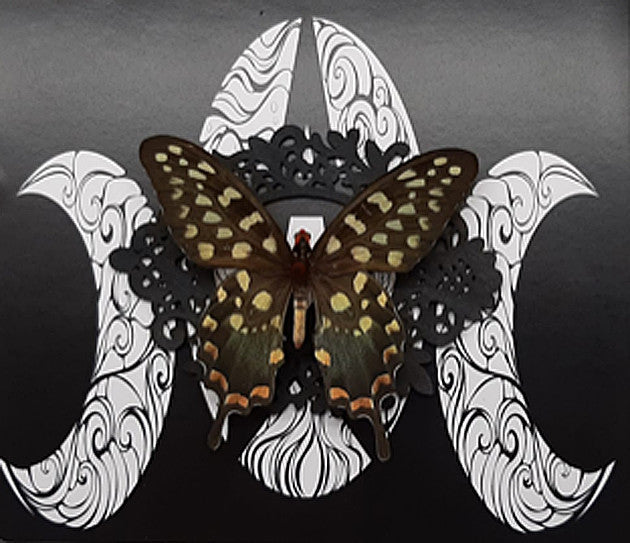 Papilio antenor moon ( special )