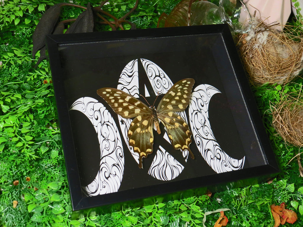 Papilio antenor moon ( special )