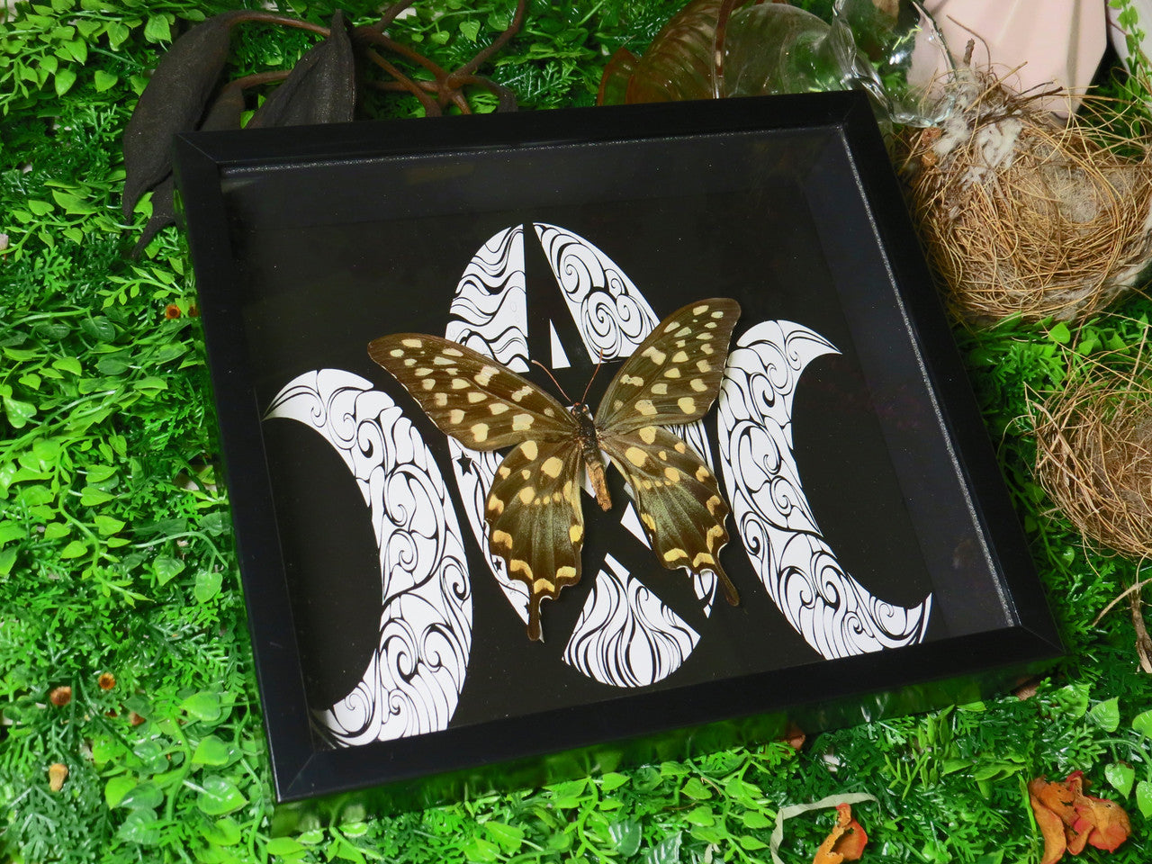Papilio antenor moon ( special )