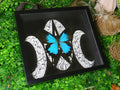 Papilio ulysses moon # YG ( special )