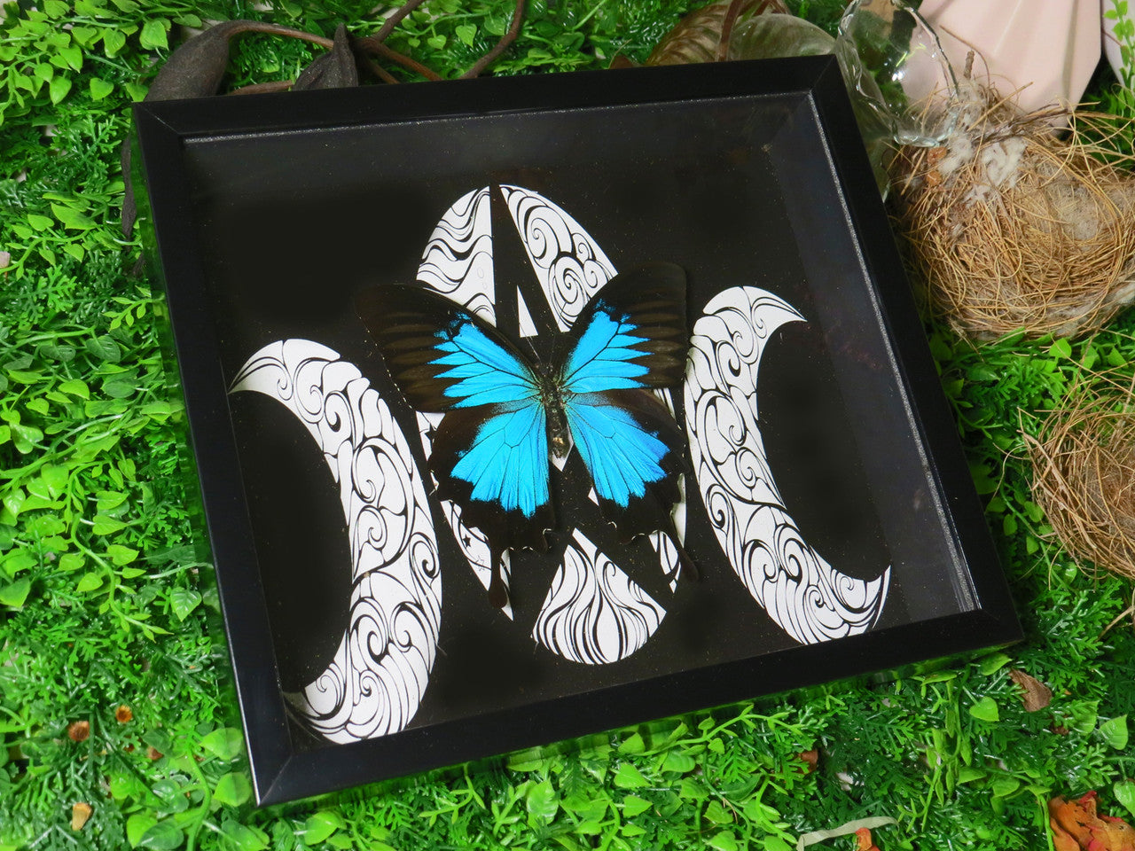 Papilio ulysses moon # YG ( special )