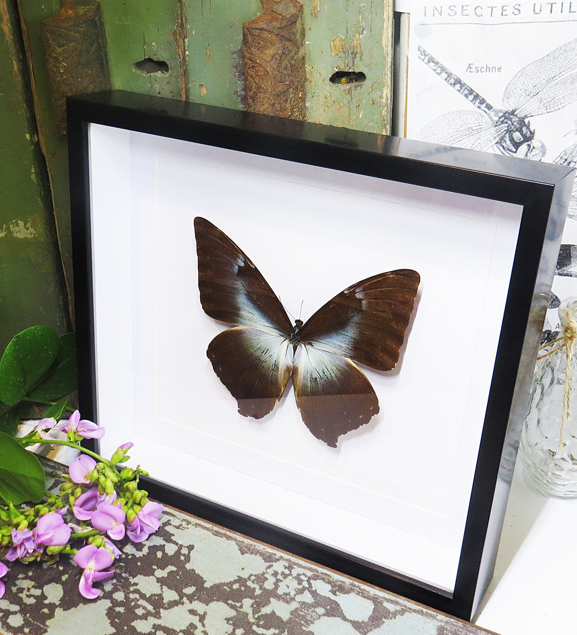 Morpho phanodemus blue