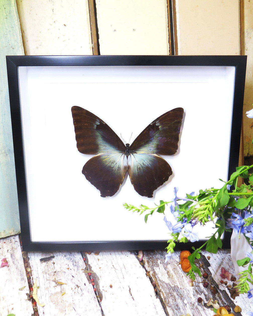 Morpho phanodemus blue