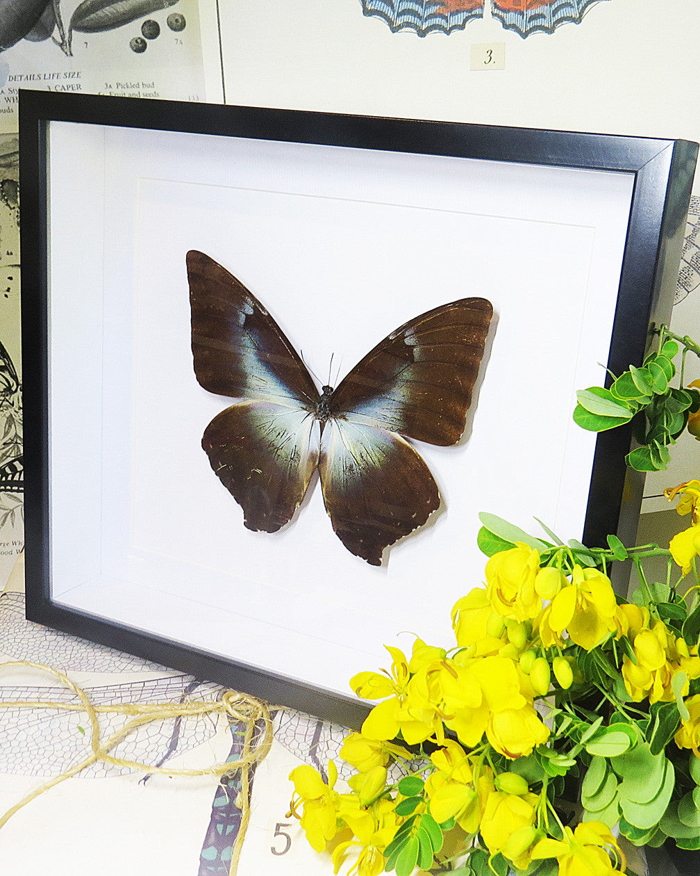 Morpho phanodemus blue