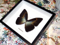 Morpho phanodemus