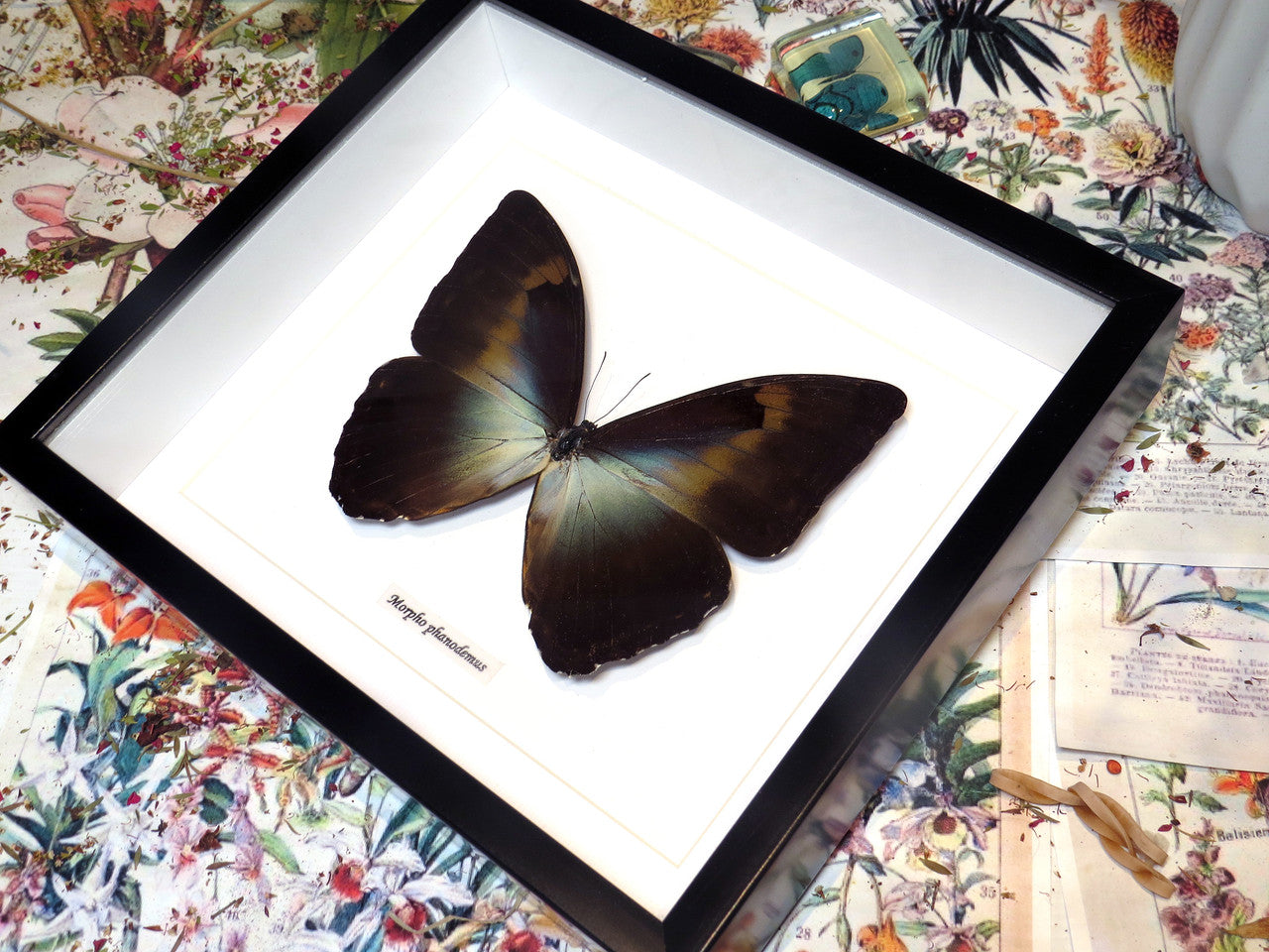 Morpho phanodemus