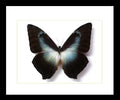 Morpho phanodemus blue