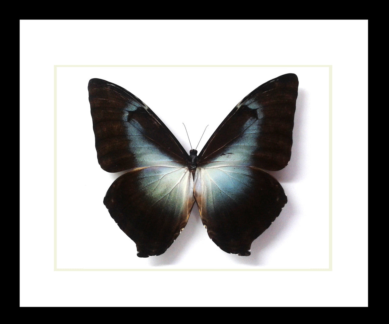Morpho phanodemus blue