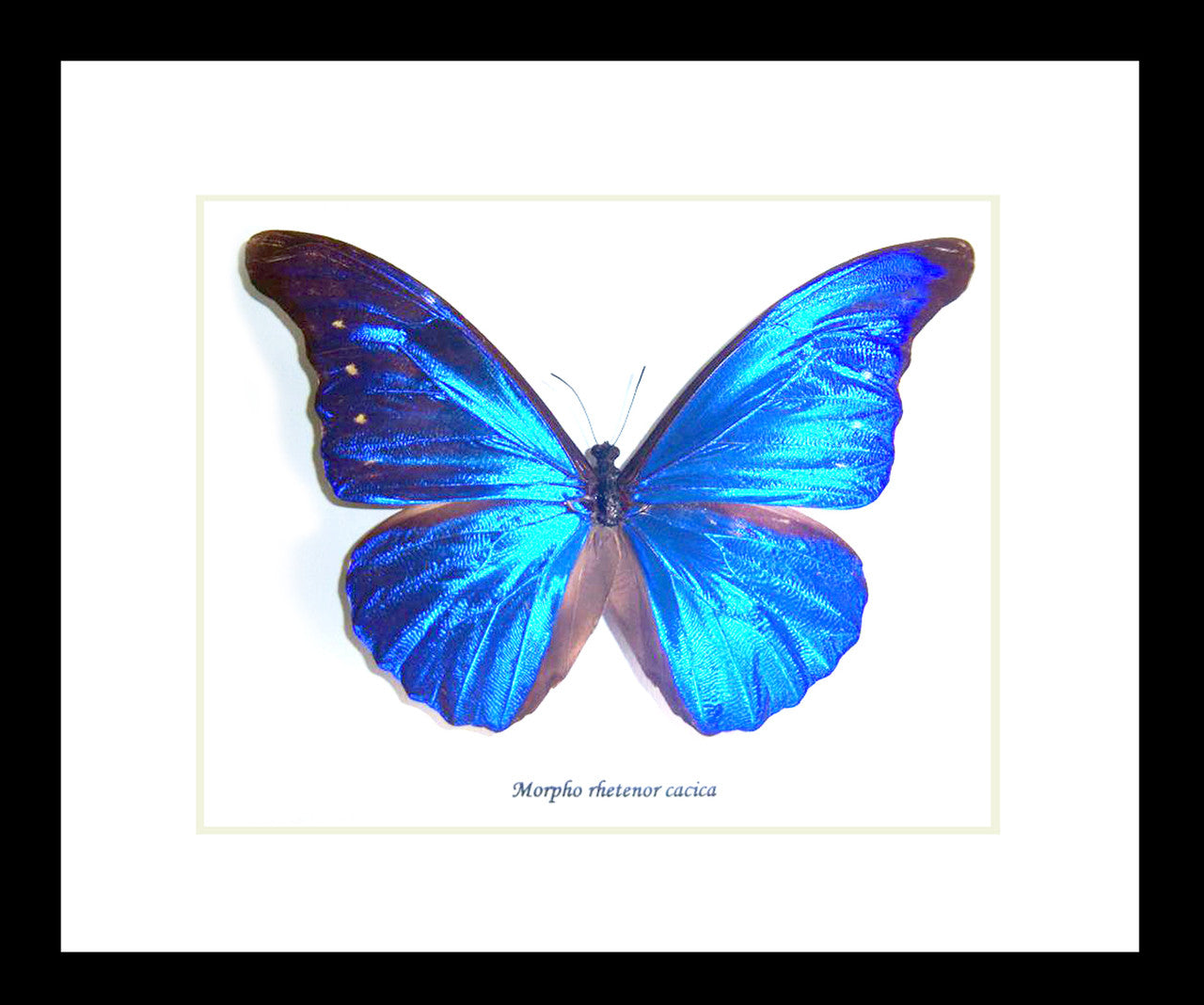 Morpho rhetenor cacica
