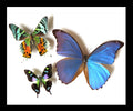 Framed butterflies Bits and Bugs