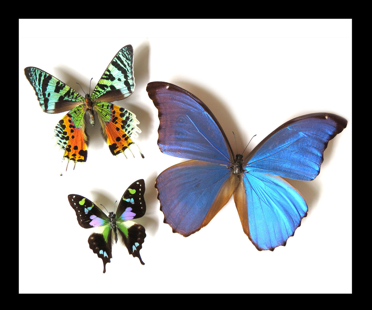 Framed butterflies Bits and Bugs