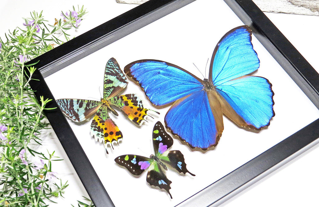 Framed butterflies Bits and Bugs