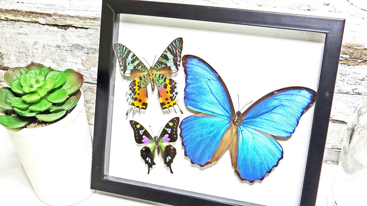 Framed butterflies Bits and Bugs