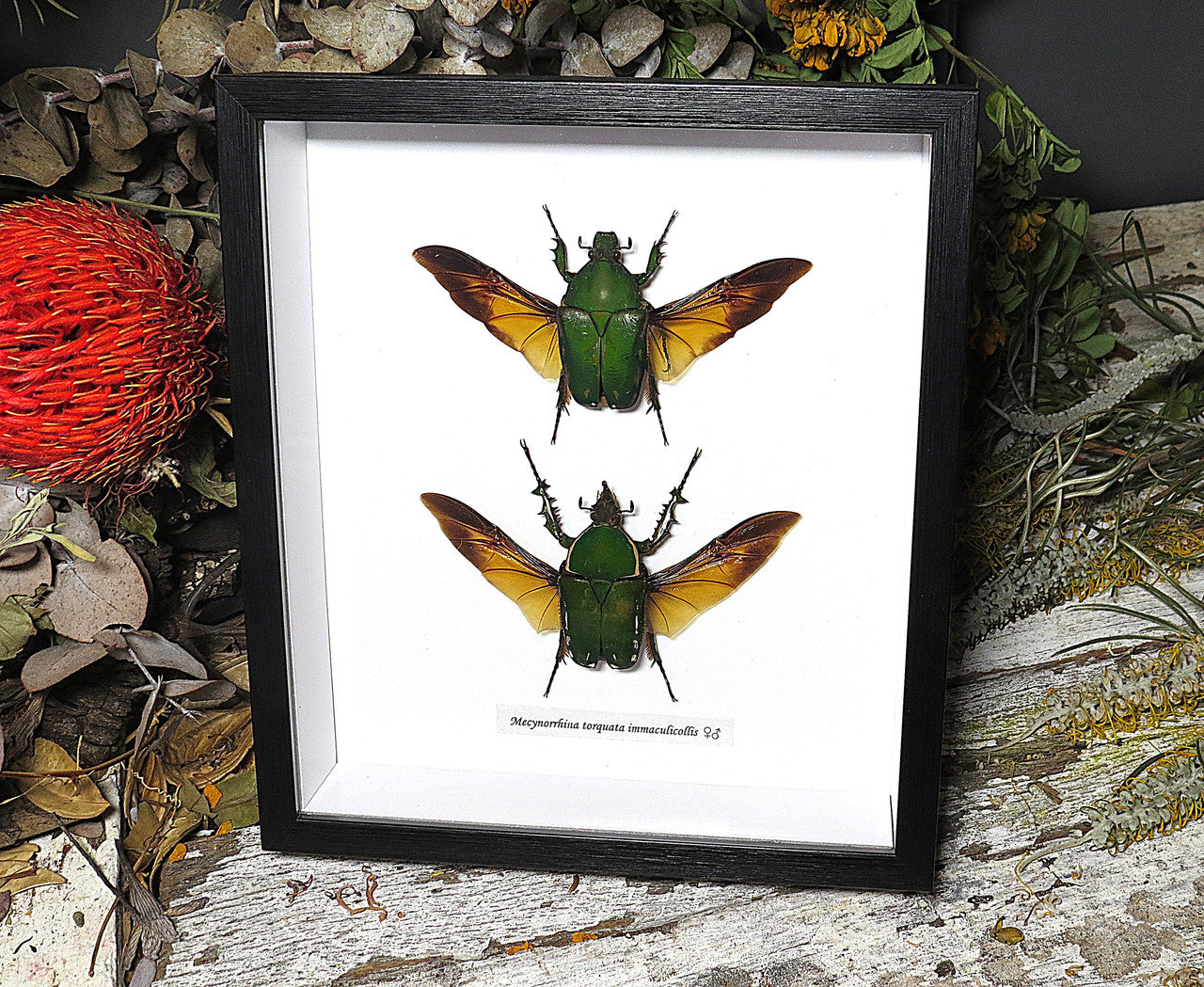 Mecynorrhina torquata immaculicollis 