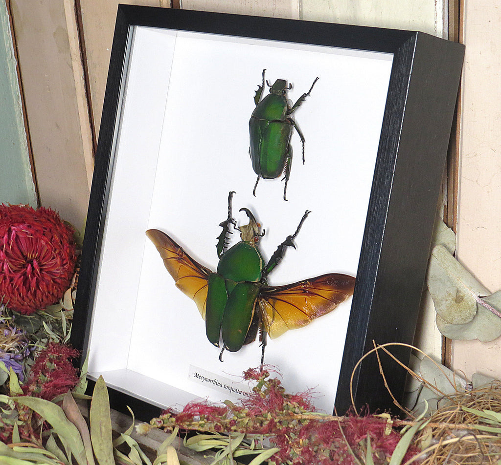 Mecynorrhina torquata immaculicollis