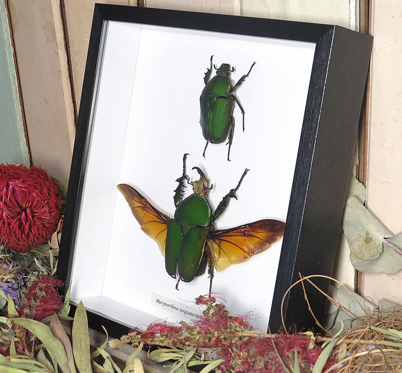 Mecynorrhina torquata immaculicollis