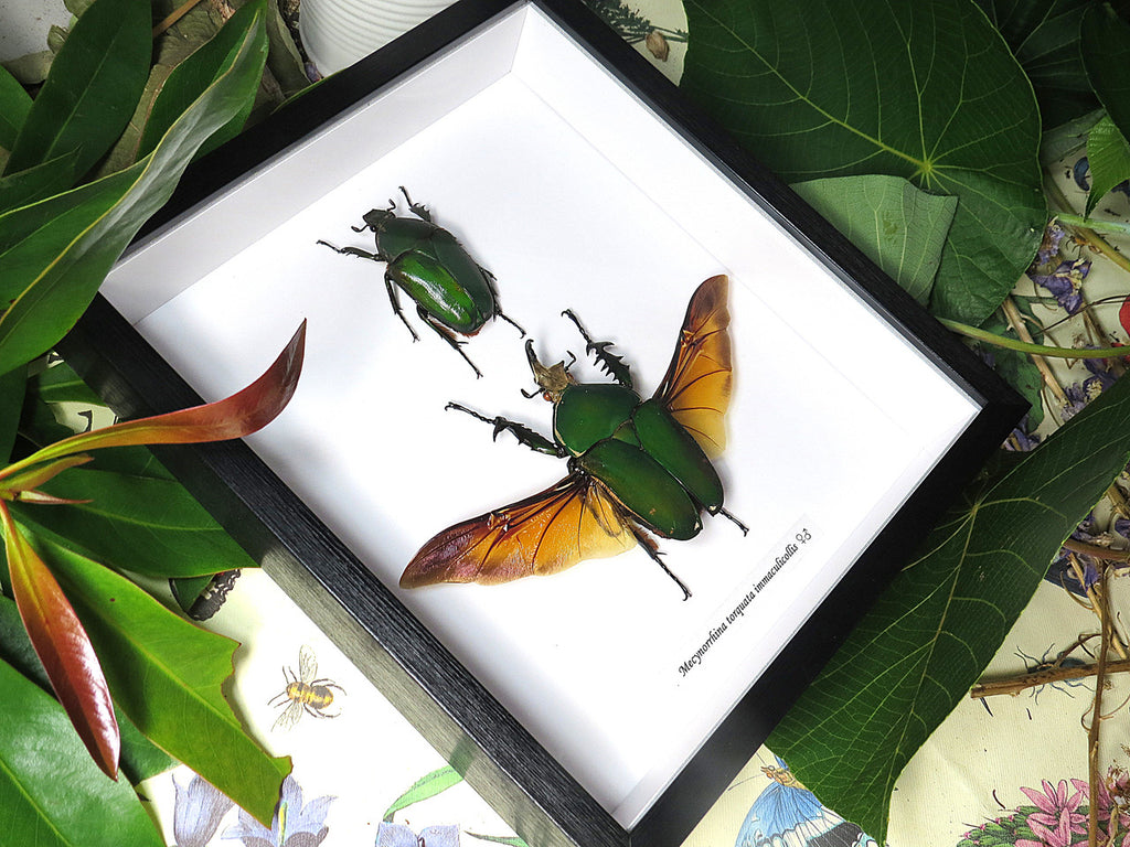 Mecynorrhina torquata immaculicollis