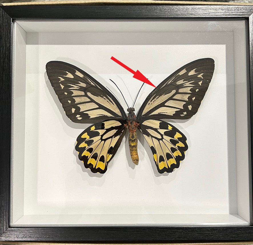 Ornithoptera croesus female # C ( special ) label back of frame