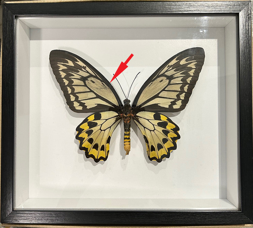 Ornithoptera croesus female # D ( special ) label back of frame