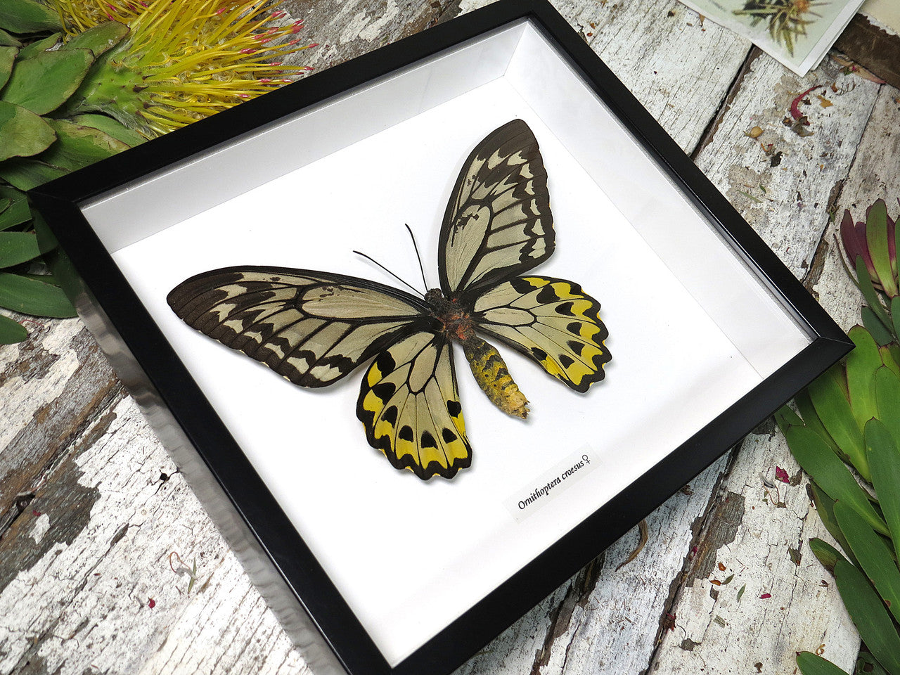Ornithoptera croesus female