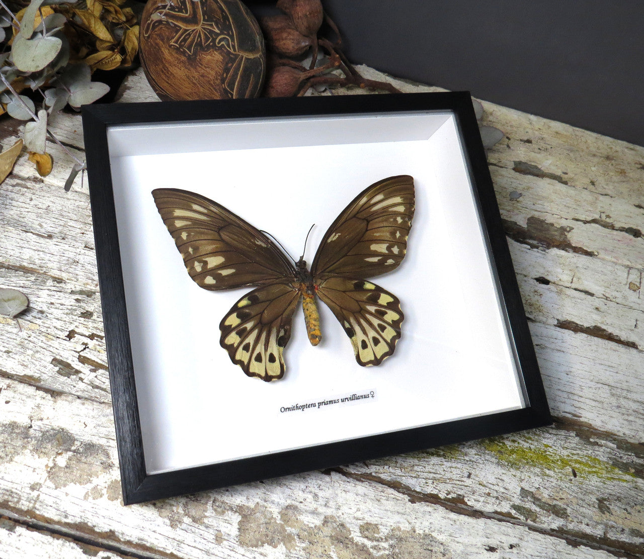 Ornithoptera priamus urvillianus 