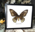 Ornithoptera priamus urvillianus 
