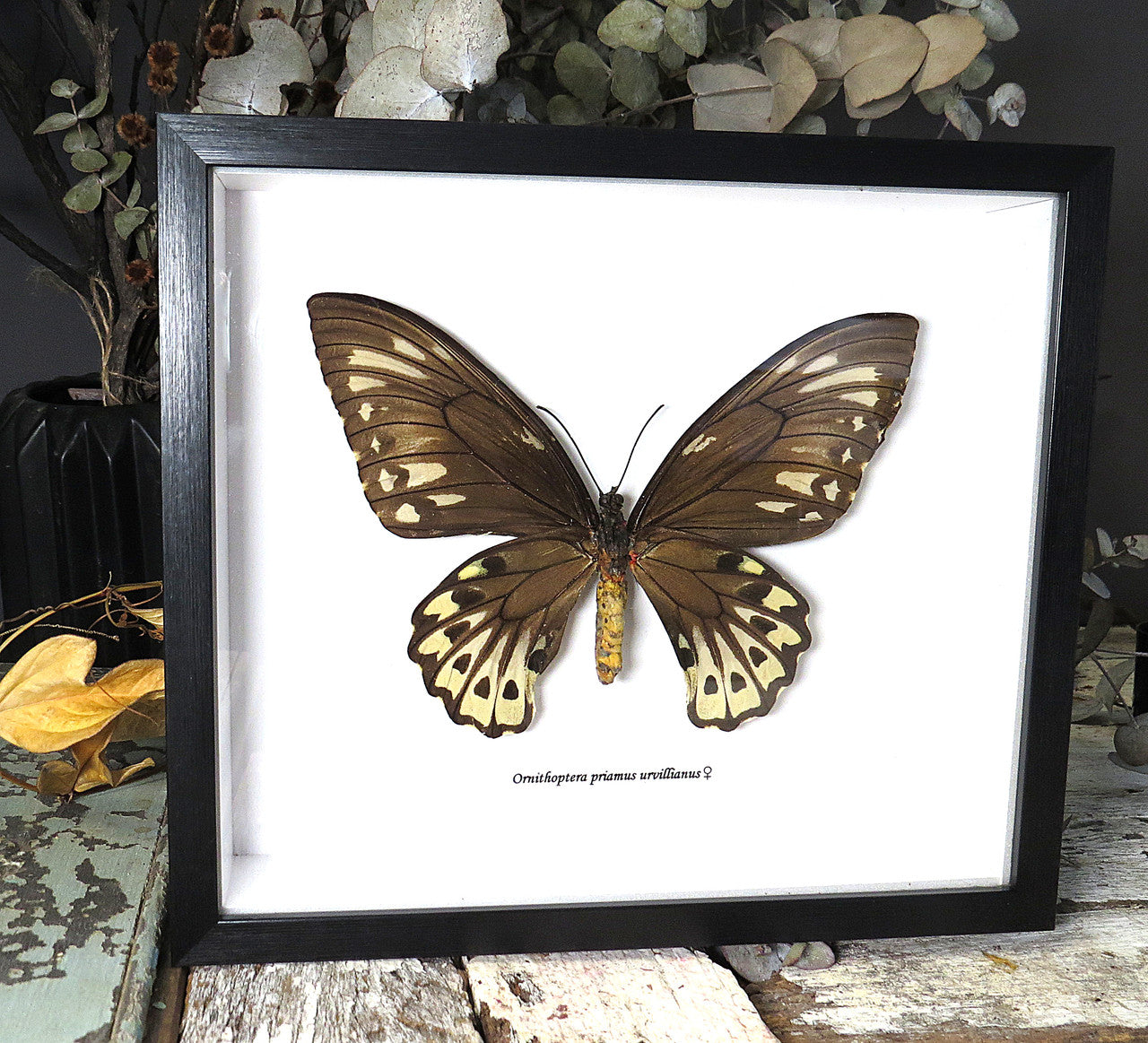 Ornithoptera priamus urvillianus 