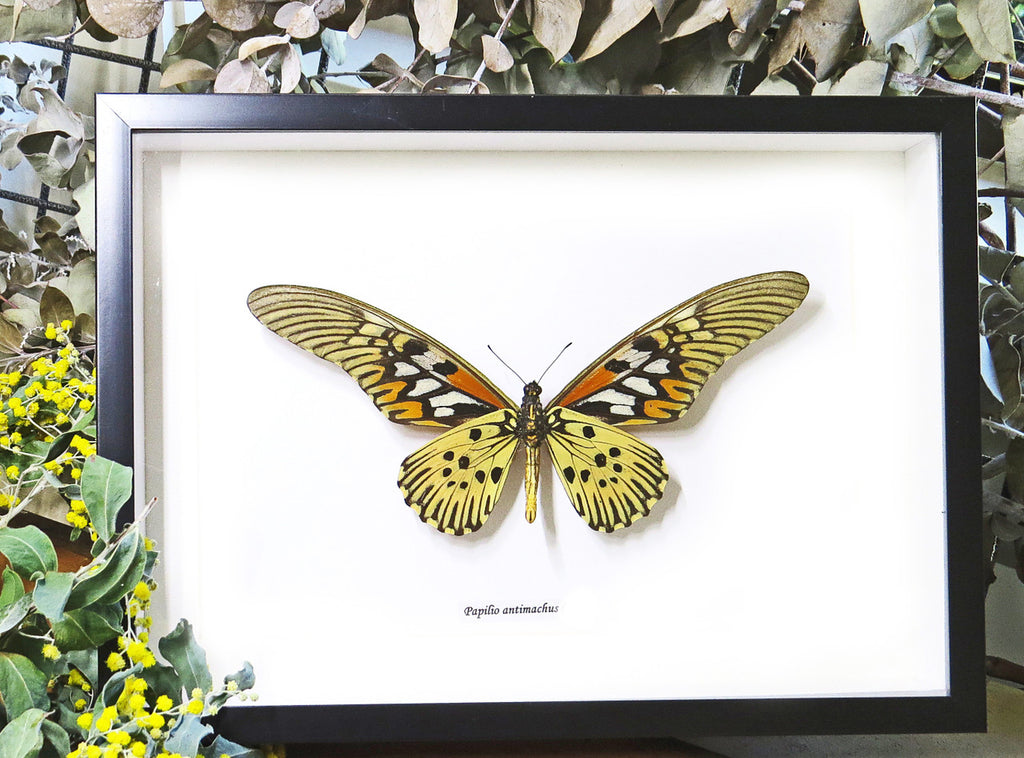 Papilio antimachus