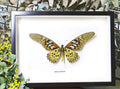 Papilio antimachus