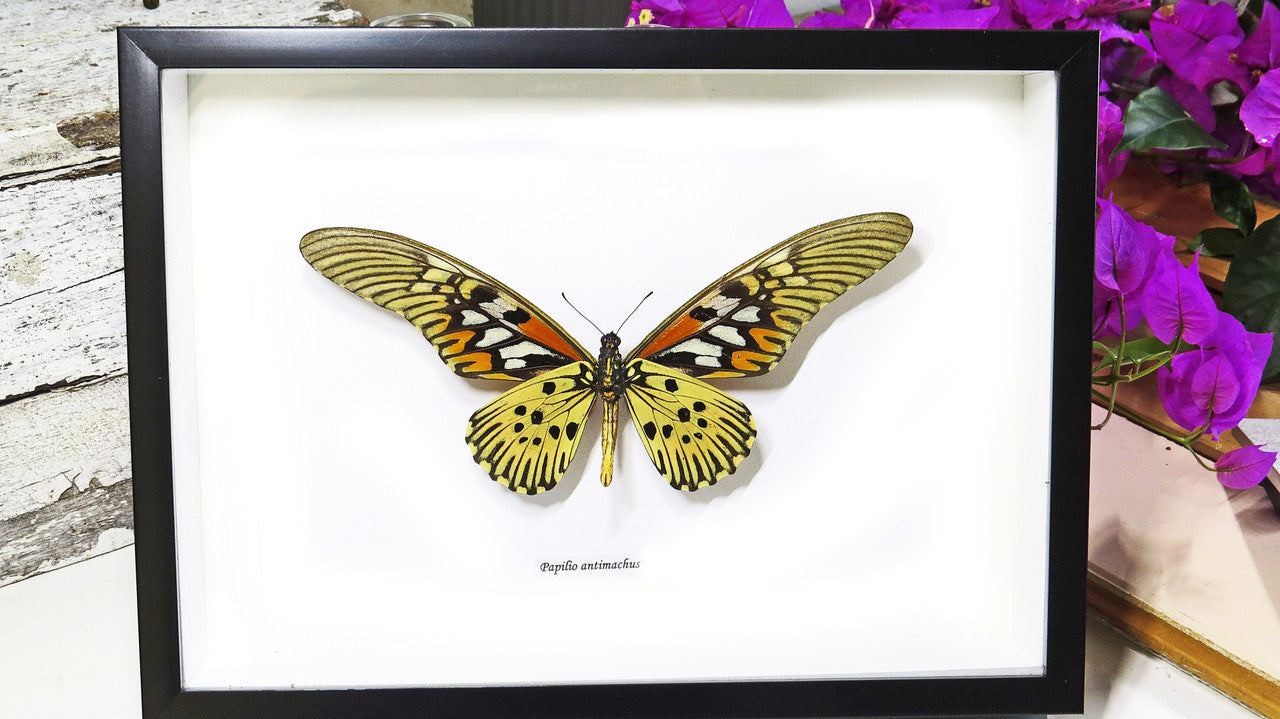 Papilio antimachus