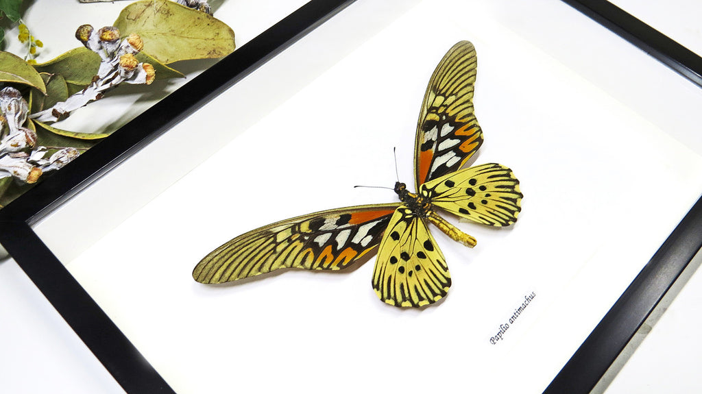 Papilio antimachus