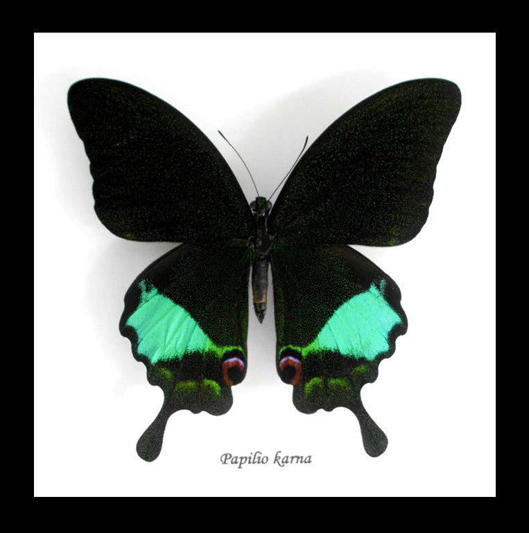 Framed butterfly Papilio karna Bits & Bugs